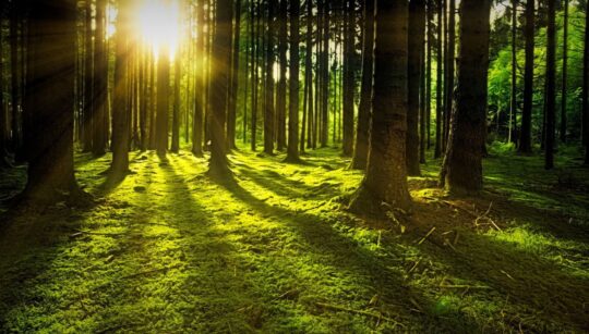 sunce zalazi kroz guste borove stabla osvjetljavajući zeleni mahovinom prekriveni šumski pod