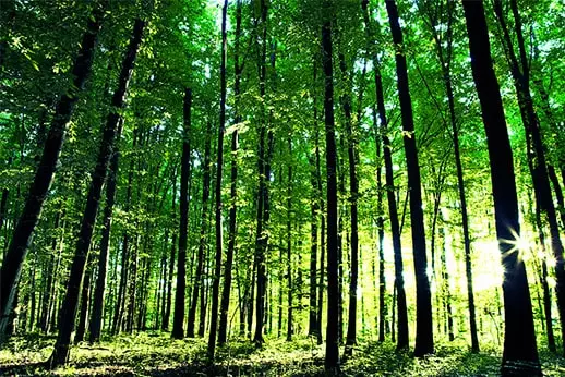 sunčeva svjetlost prodire kroz gusto zeleno šumsko drveće